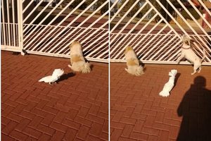 Попугай научился лаять как собака: видео