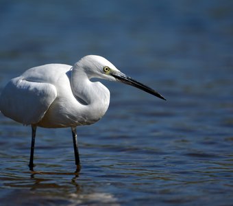 Компакность