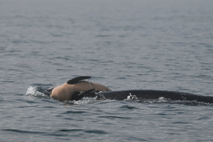 В Тихом океане заметили скорбящую косатку с мертвым детенышем
