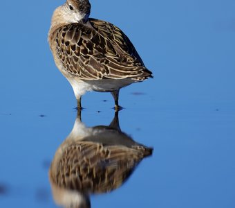 Зазеркалье