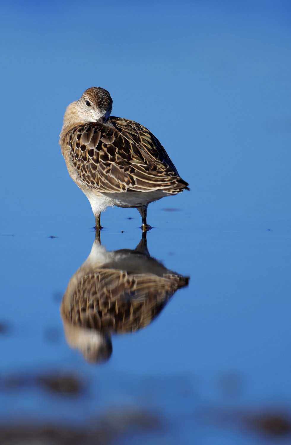 Зазеркалье