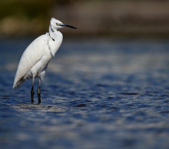 Ветер поправит наши причёски