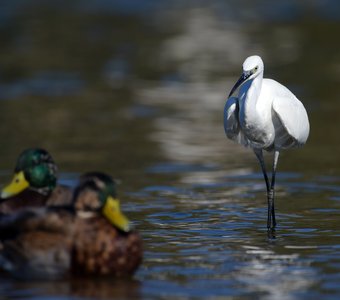 Я и вас съем!