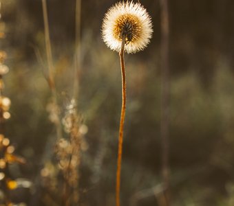 Осенний герой