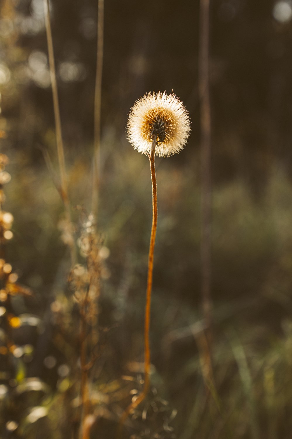 Осенний герой