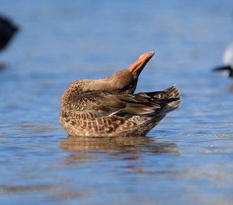 Шейная разминка: упражнение второе