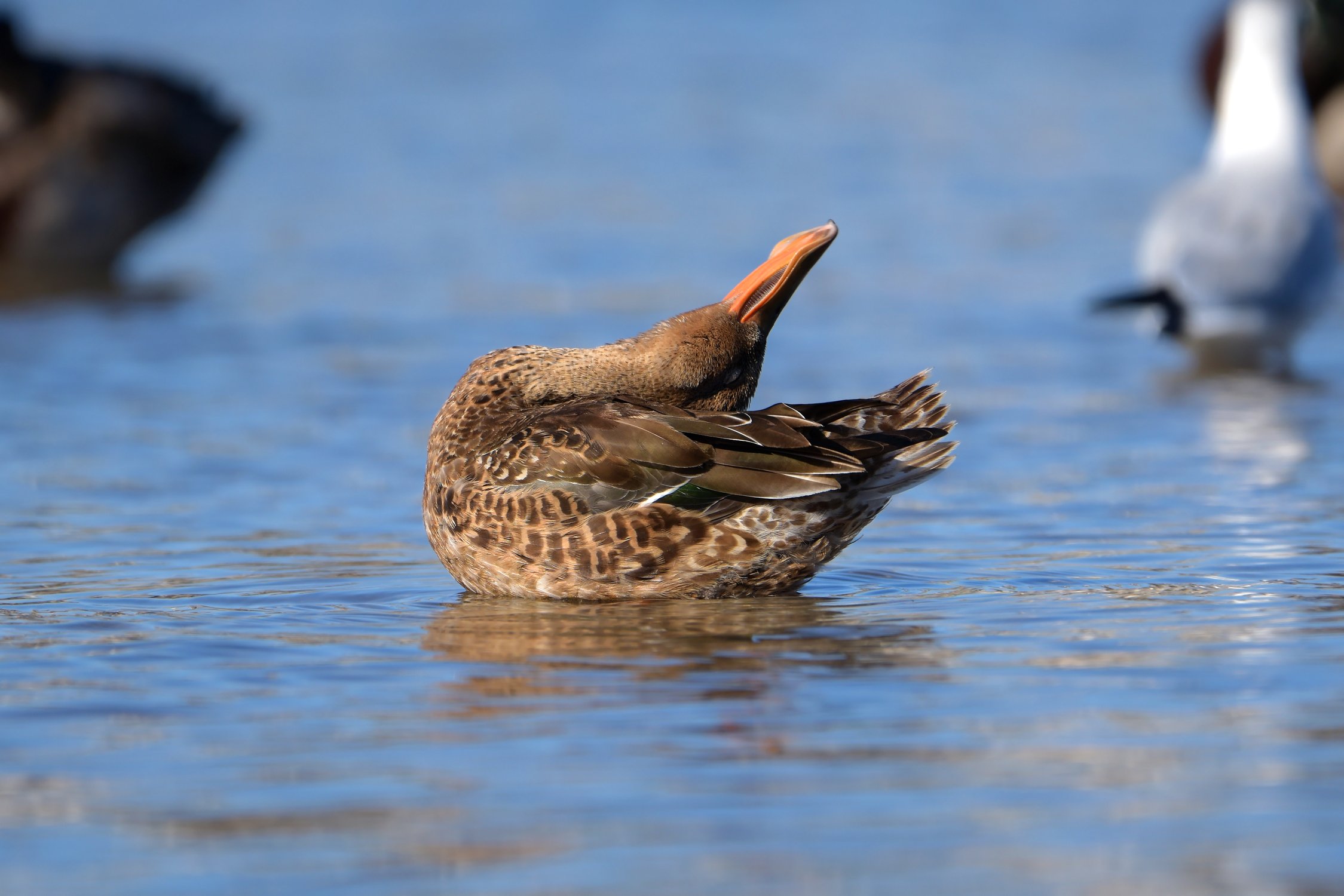Шейная разминка: упражнение второе