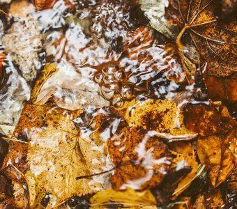 Пейзаж осени