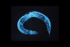 Секрет выживания червей: война сперматозоидов