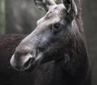 Европейский лось (Alces alces)
