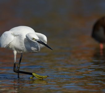 Жёлтая туфелька