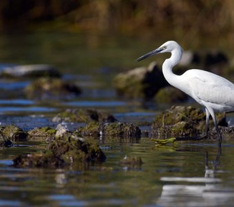 Шагом марш!