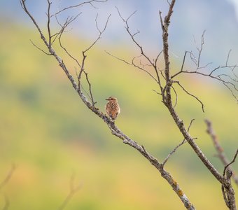 Луговой чекан с видом на Мангуп-Кале