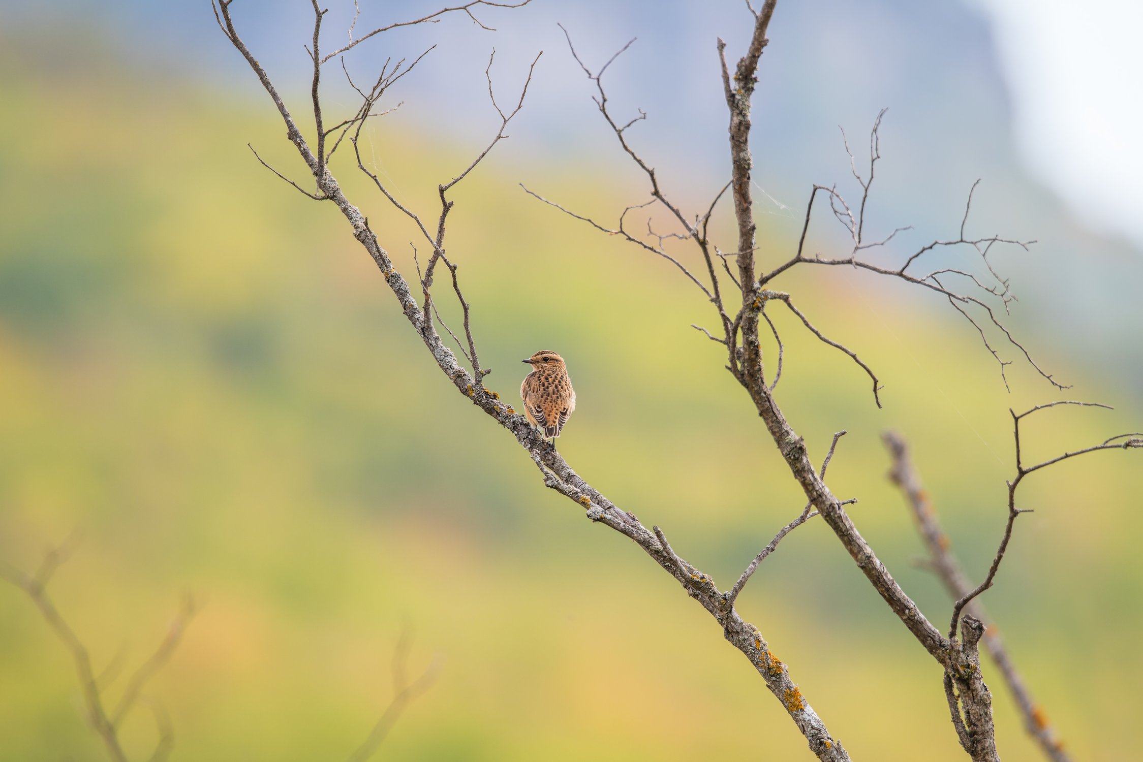 Луговой чекан с видом на Мангуп-Кале