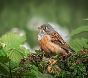 Восседающая