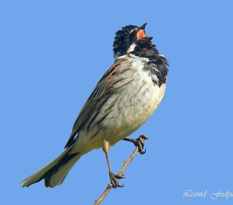 - Выйду на улицу, сяду на крыльцо!