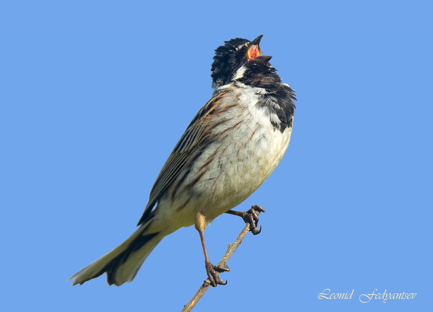 Выйду на улицу, сяду на крыльцо!