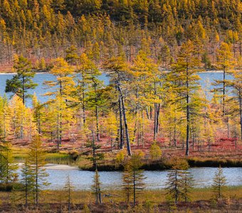 Лимонная осень