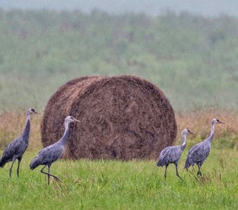 Черный журавль