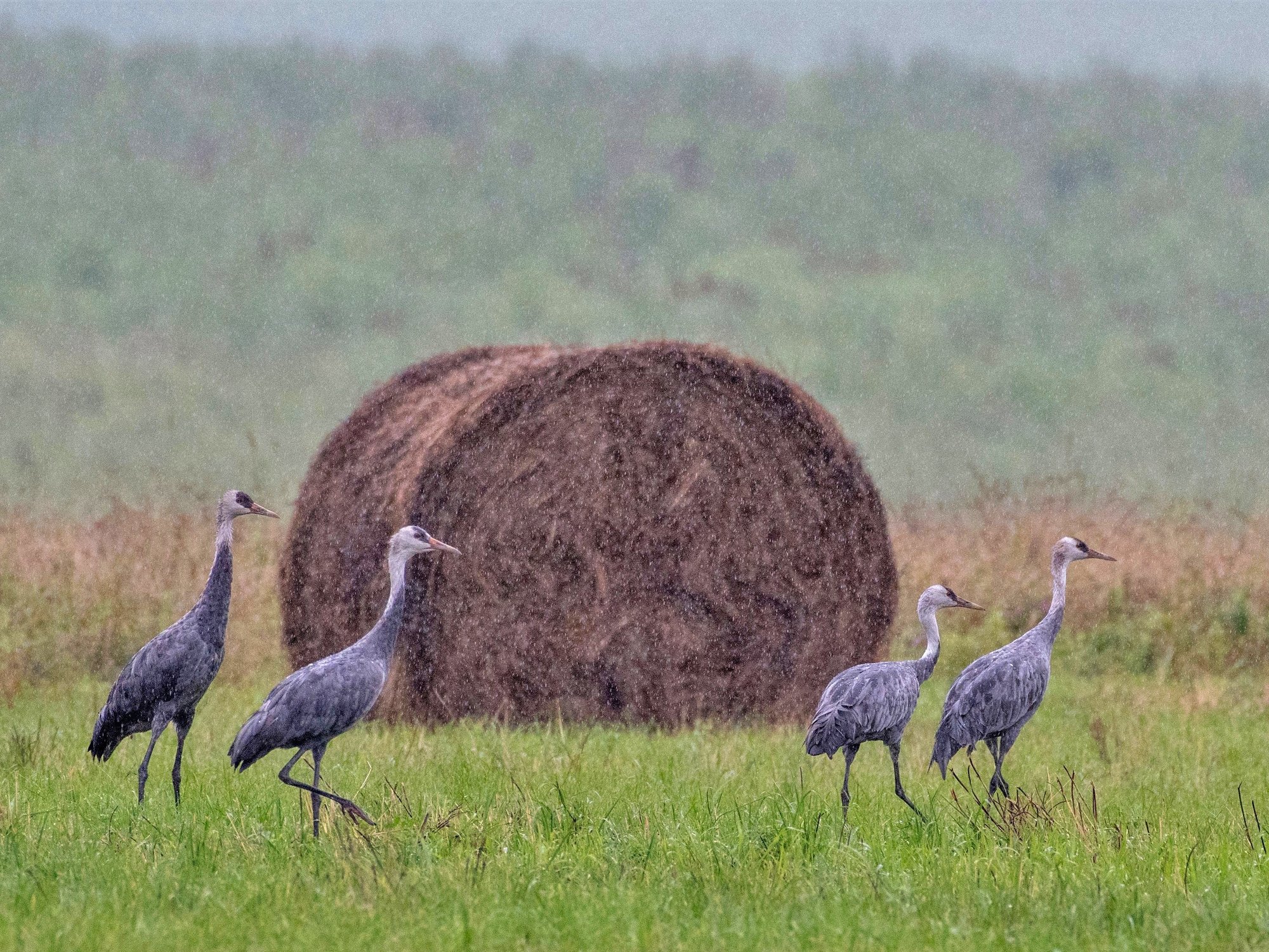 Черный журавль