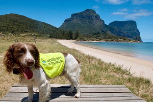 Собака-детектор спасла целый остров и вышла на пенсию