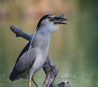 Было вкусно