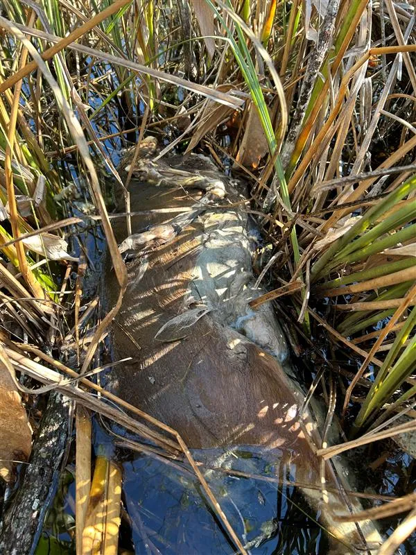 Фото: Travis Mangione, U.S. National Park Service