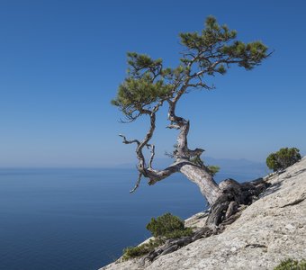 Сосна Станкевича