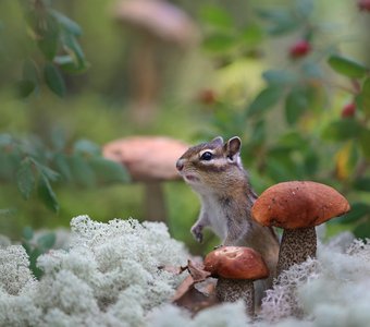Грибной страж