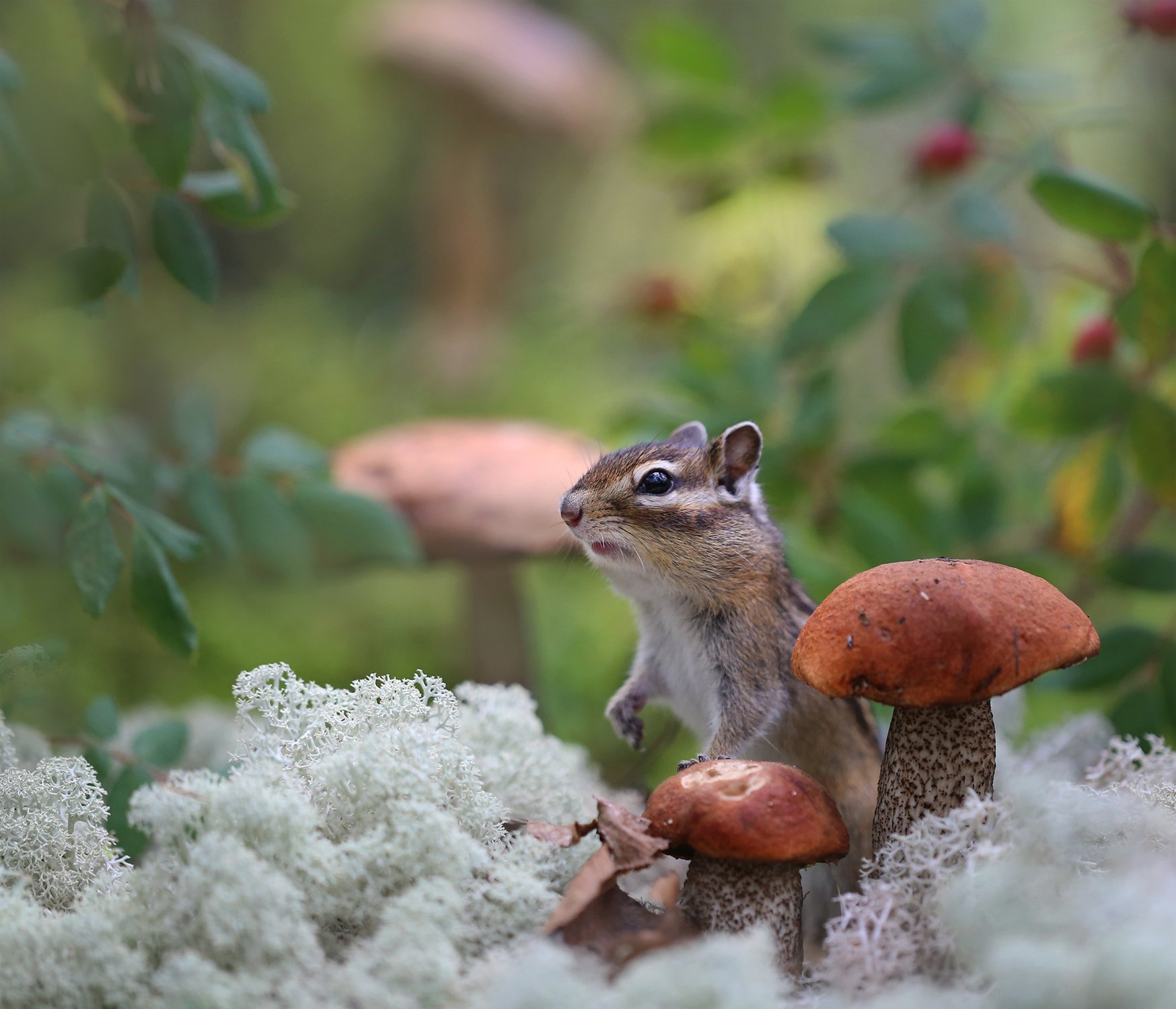 Грибной страж