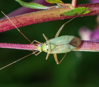 Красив и живописен!
