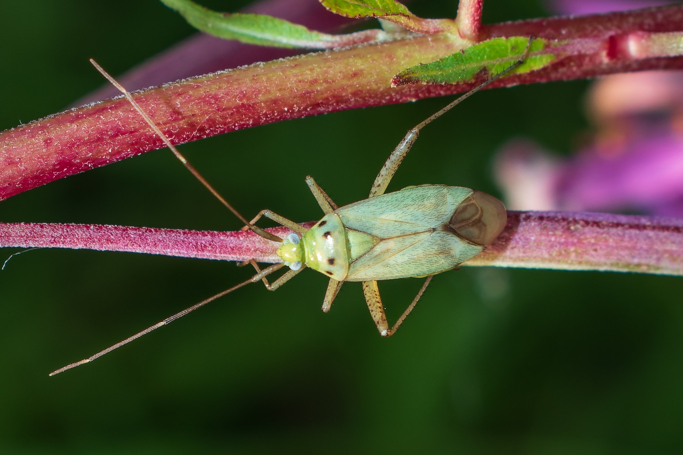 Красив и живописен!