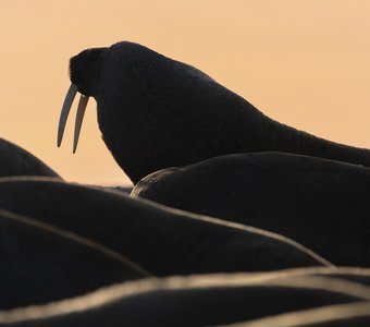 Лежбище моржей на закате