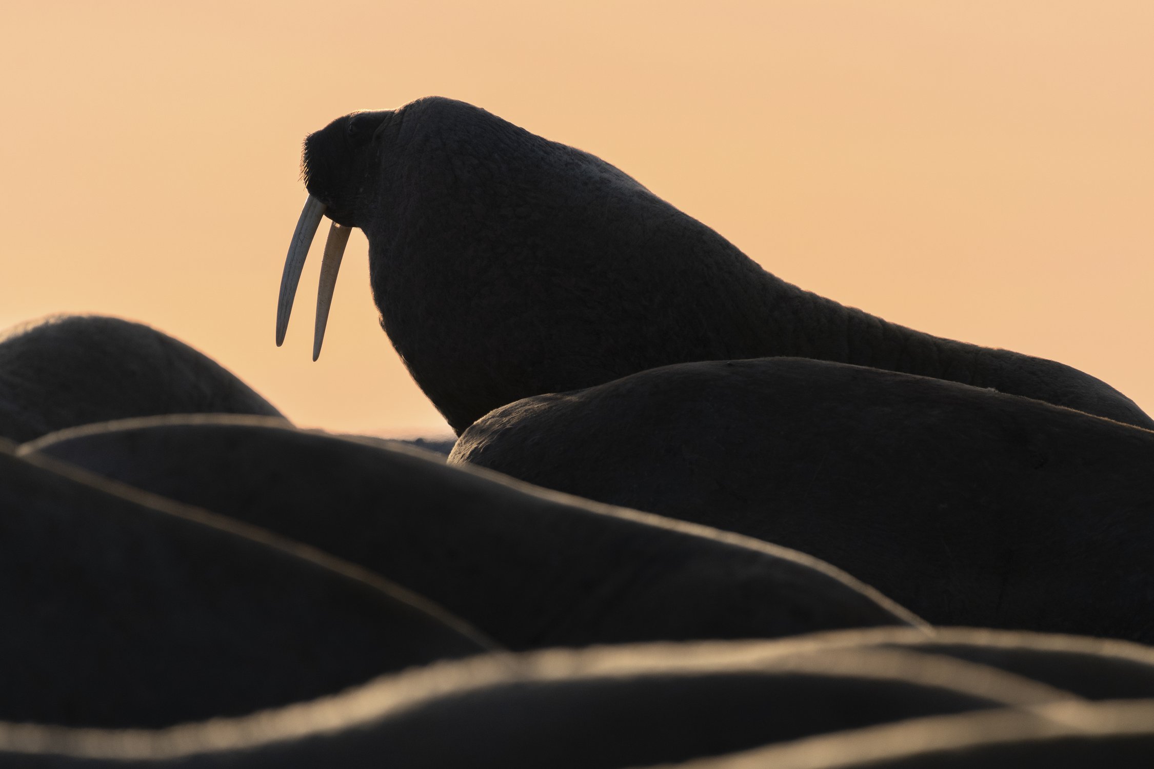 Лежбище моржей на закате