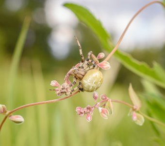 Канатоходец  не рассчитал свои габариты