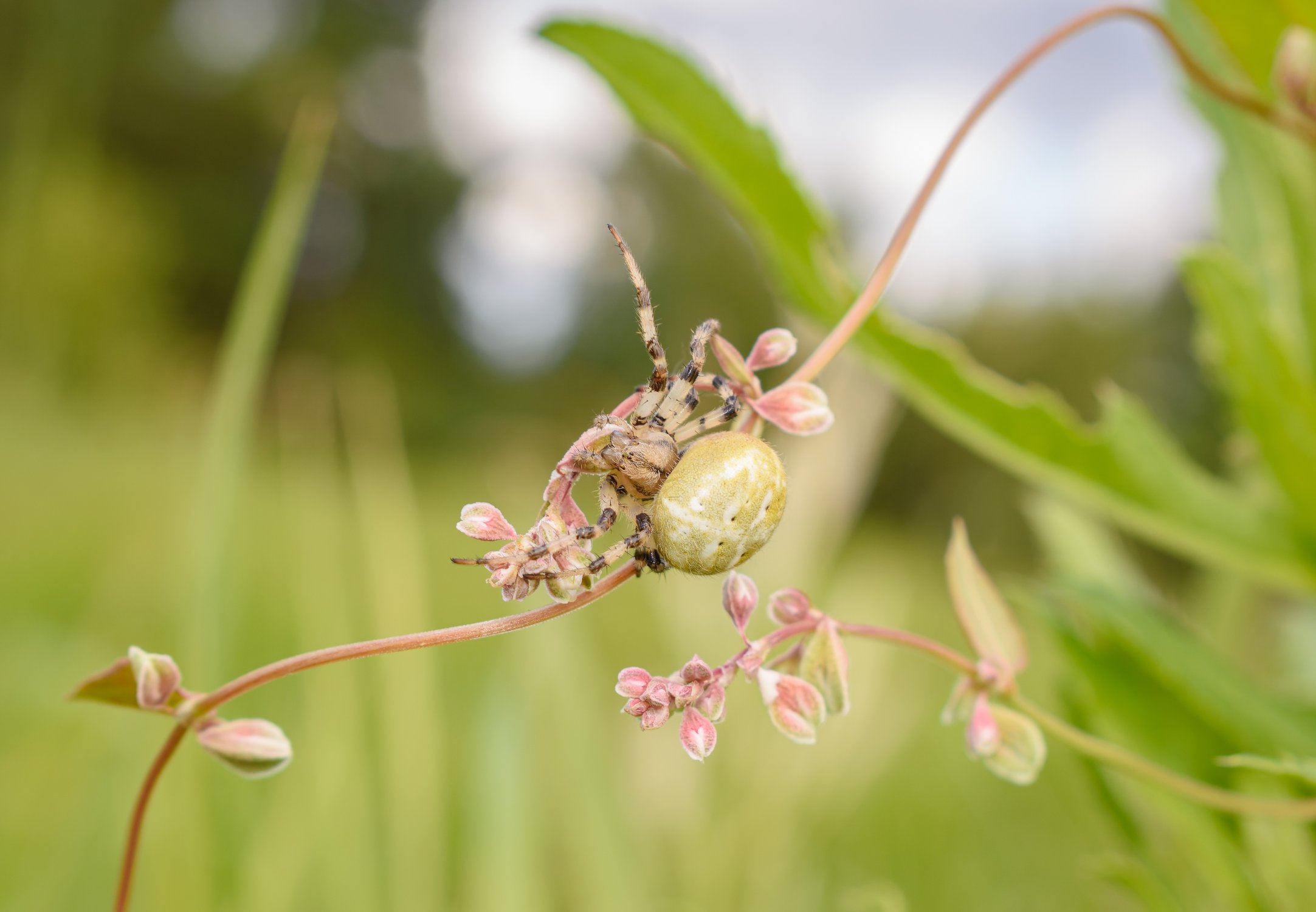 Канатоходец не рассчитал свои габариты