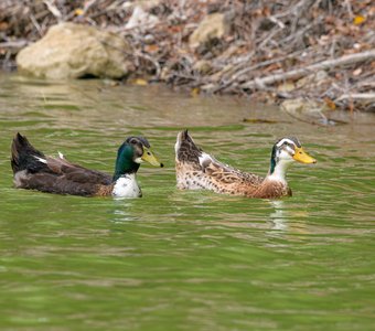 Чудесная парочка серебряных уток Эпплярда
