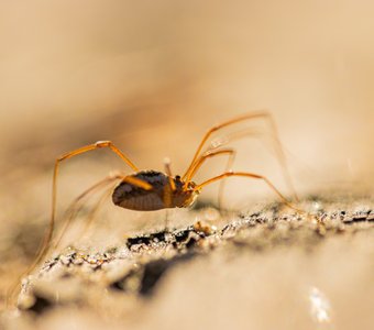 Косиножка бежит по своим делам