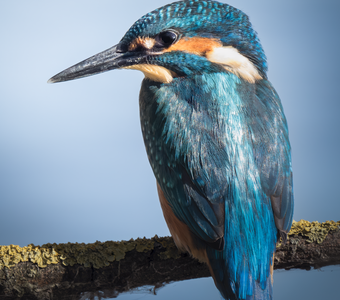 Обыкновенный зимородок (Alcedo atthis)