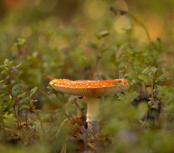 Мухоморы и мухи