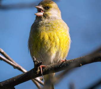 А не спеть бы нам песню...