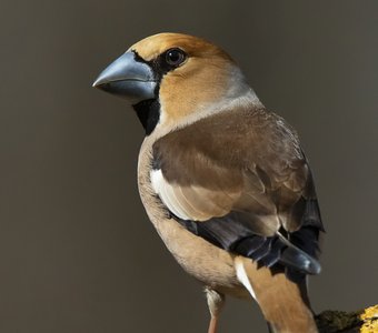 Взгляд Дубоноса (2)