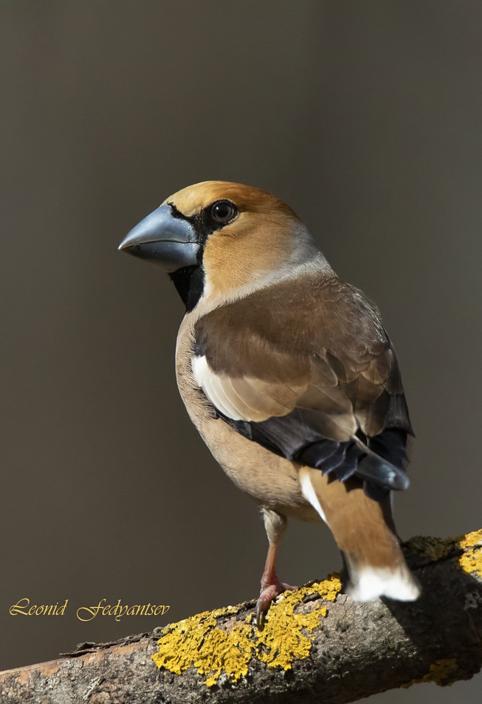 Взгляд Дубоноса (2)