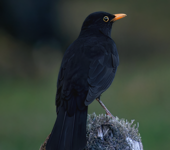 Бархатный красавец!