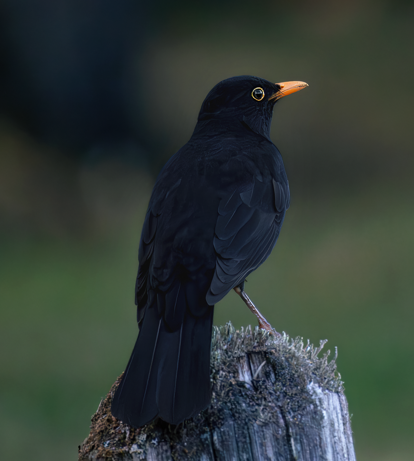 Бархатный красавец!