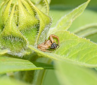 «Сейчас съесть или на ужин оставить?»