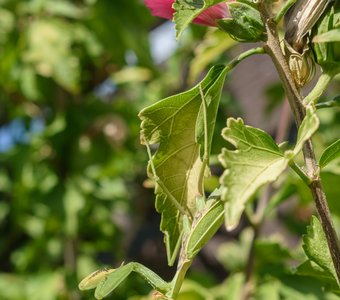 Обыкновенный богомол и щитник зелёный древесный на гибискусе