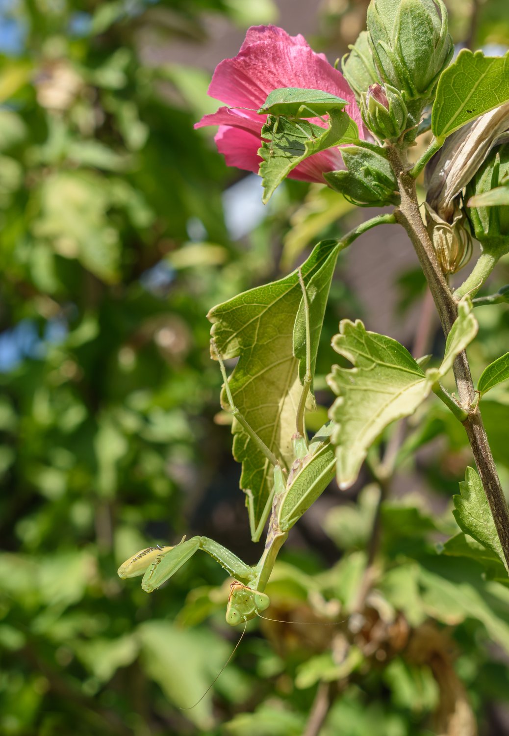 Обыкновенный богомол и щитник зелёный древесный на гибискусе