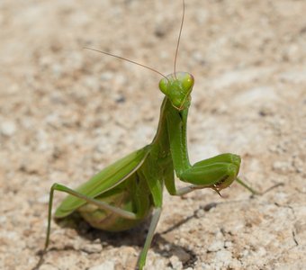 Богомолиха прикидывается хорошей