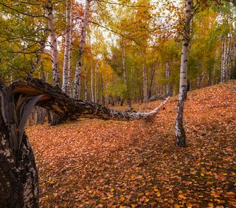 Настроение сентября